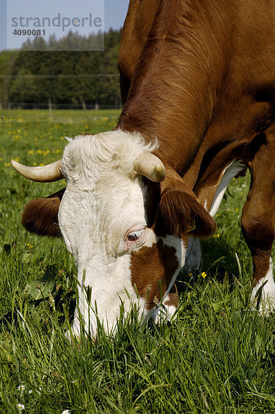 Kuh auf der Weide frisst Gras  Oberbayern  Bayern  Deutschland