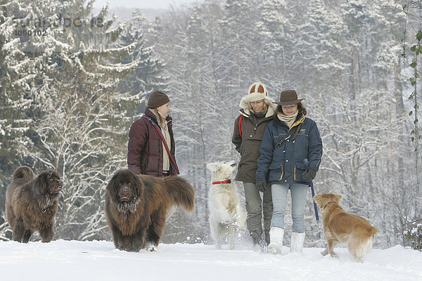 DEU  Bundesrepublik Deutschland  Heidelberg  Schneewanderung mit Hunden