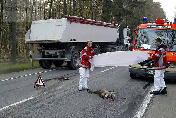 DEU  Deutschland  Mannheim  10.04.2004: Wildunfall auf Landstrasse L3111 mit traechtigem Reh  das Reh erleidet eine Notgeburt Sanitäter decken das tote Reh ab