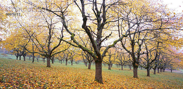 Kirschbäume (Cerasus) im Herbst
