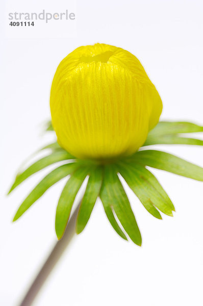 Winterling (Eranthis hyemalis)