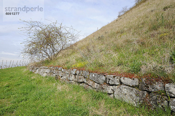 Trockenmauer an einem Berghang in einem Weinanbaugebiet bei Stuttgart  Baden-Württemberg  Deutschland  Europa