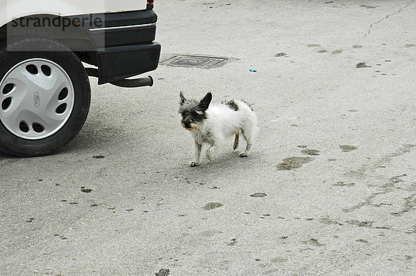 Kleiner weisser Hund auf der Strasse  La Nucia  Costa Blanca  Spanien