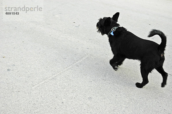 Kleiner schwarzer Hund auf der Strasse  La Nucia  Costa Blanca  Spanien