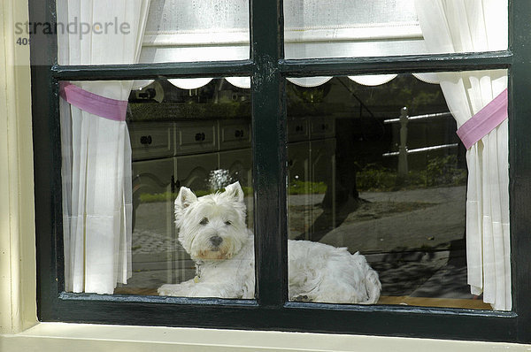 Hund  Fenster  Middelburg  Zeeland  Holland  Niederlande