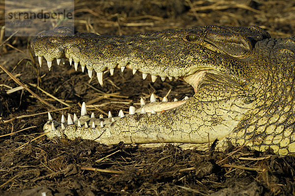 Nilkrokodil l(Crocodylus niloticus) Portrait