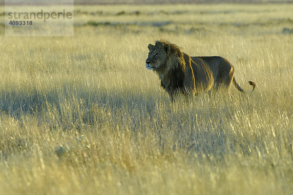 Löwe (Panthera leo) imGegenlicht