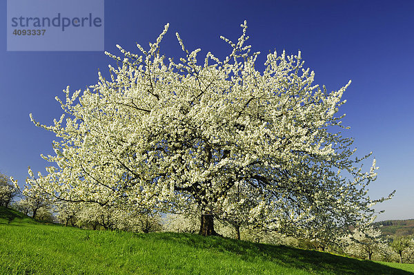 Kirschenblüte   Kirschbaum (Prunus avium) in voller Blüte