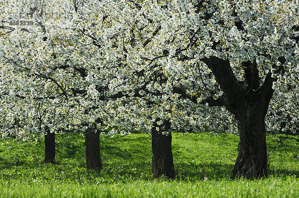 Kirschenblüte   Kirschbäume (Prunus avium) in voller Blüte
