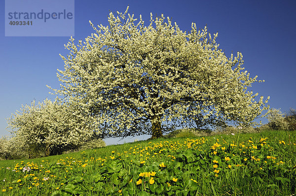 Kirschenblüte   Kirschbäume (Prunus avium) in voller Blüte mit Sumpfdotterblumenwiese (Caltha palustris)