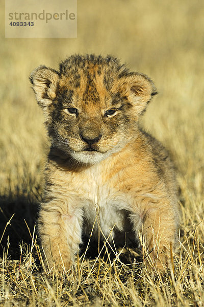 Löwenbaby (Panthera leo)