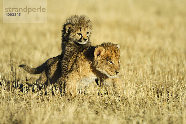 Spielende Tierbabys Gepard (Acinonyx jubatus) und Löwe (Panthera leo)