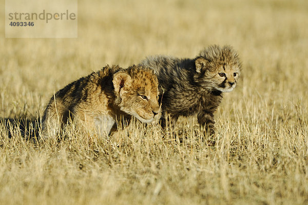 Spielende Tierbabys Gepard (Acinonyx jubatus) und Löwe (Panthera leo)