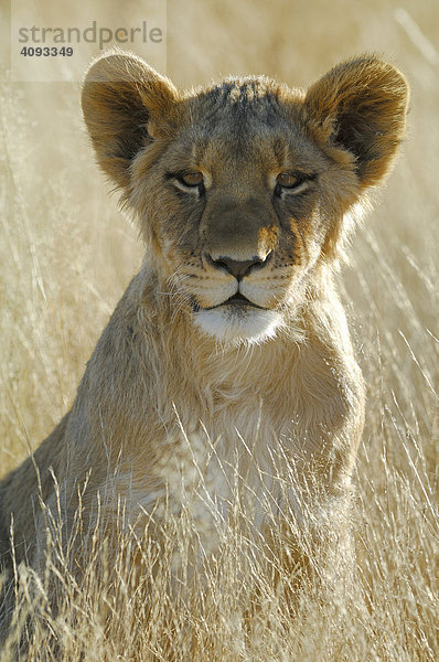Löwe (Panthera leo) Jungtier im Gegenlicht   Portrait