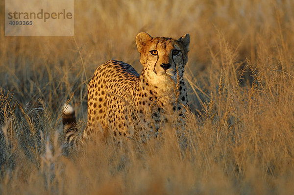 Gepard (Acinonyx jubatus) im ersten Morgenlicht