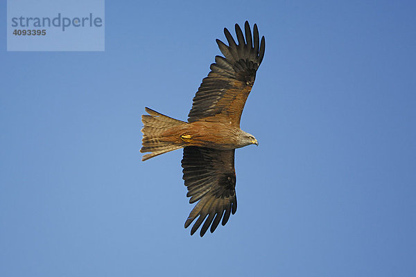 Schwarzmilan (Milfus migrans) im Flug