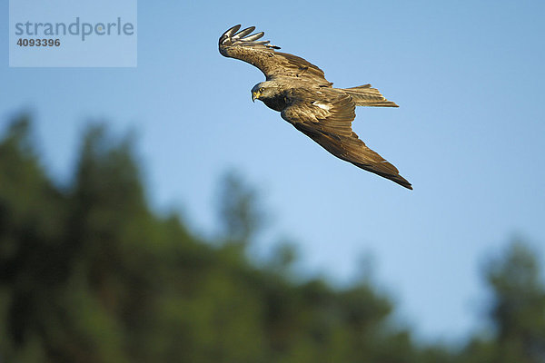 Schwarzmilan (Milfus migrans) im Flug