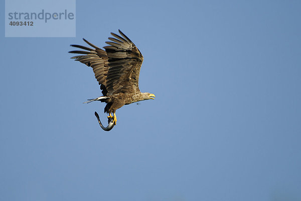 Seeadler (Haliaeetus albicilla) im Flug mit Aal (Anguilliformes)