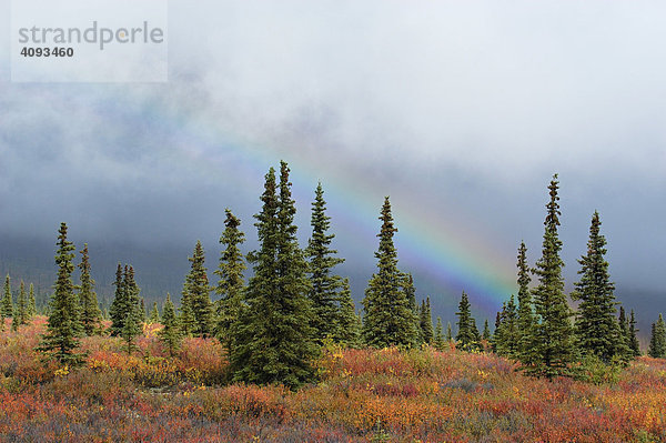 Lichtstimmung   herbstlich verfärbte Taiga   borealer Nadelwald mit Regenbogen Denali Nationalpark Alaska USA