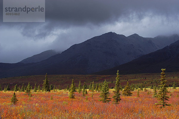 Lichtstimmung   herbstlich verfärbte Taiga   borealer Nadelwald   mit dunklen Regenwolken   Denali Nationalpark Alaska USA