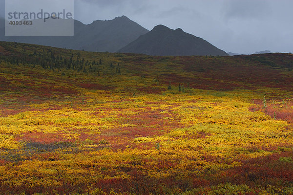 Lichtstimmung   Spotlicht auf herbstlich verfärbte Tundra mit dunklen Regenwolken Denali Nationalpark   Alaska   USA