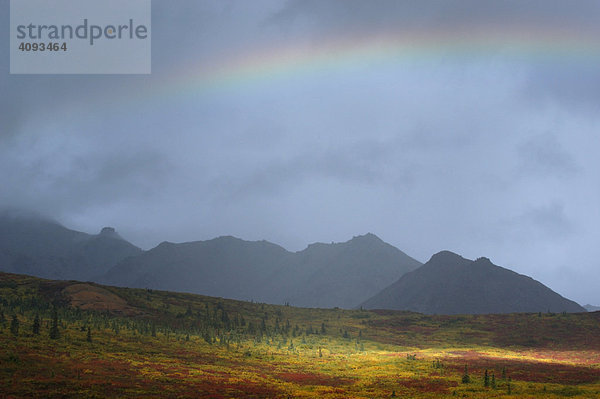 Lichtstimmung   Spotlicht auf herbstlich verfärbte Tundra mit dunklen Regenwolken und Regenbogen Denali Nationalpark   Alaska   USA