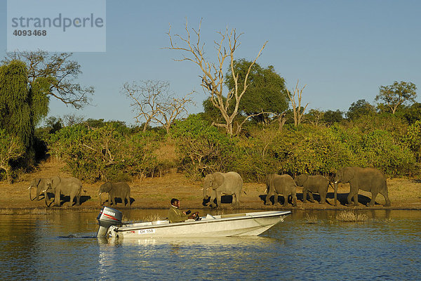Bootsfahrt mit Elefantenherde im Hintergrund   Chobe Nationalpark Botswana Afrika