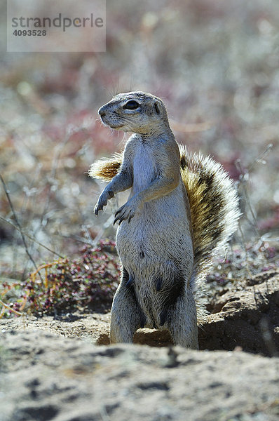 Kap Borstenhörnchen (Xerus inauris) benutzt seinen Schwanz als Sonnenschirm