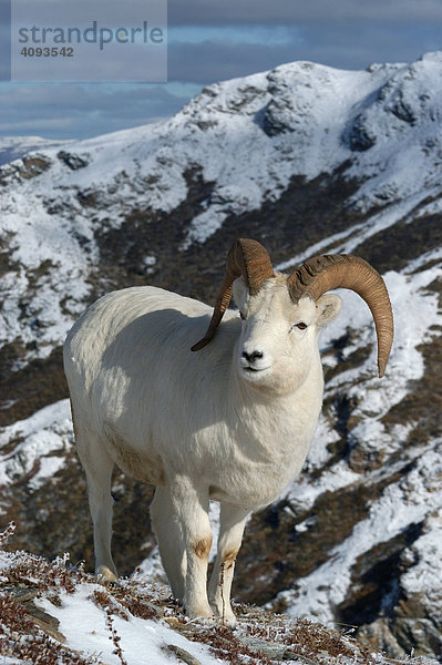 Dall Schaf (Ovis dalli) in verschneiter Landschaft Denali Nationalpark Alaska USA