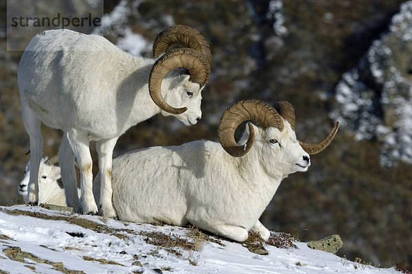 Dall Schaf (Ovis dalli) Gruppe in verschneiter Landschaft Denali Nationalpark Alaska USA