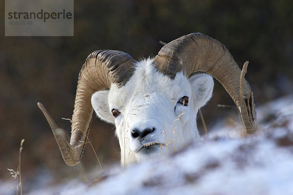 Dall Schaf (Ovis dalli) Portrait in verschneiter Landschaft Denali Nationalpark Alaska USA