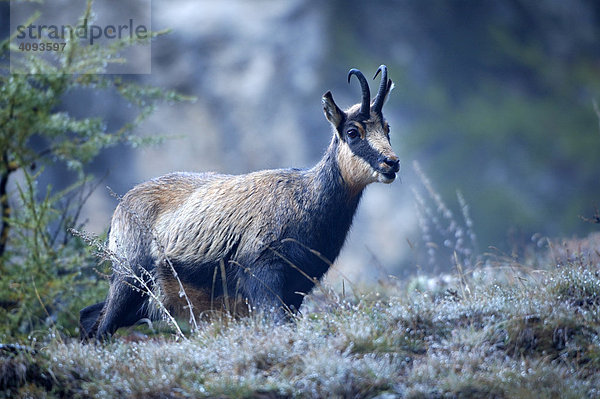 Gämse (Pupicapra rupicapra) Gamsbock am frühen Morgen mit taunassem Gras   Nationalpark Gran Paradiso Italien