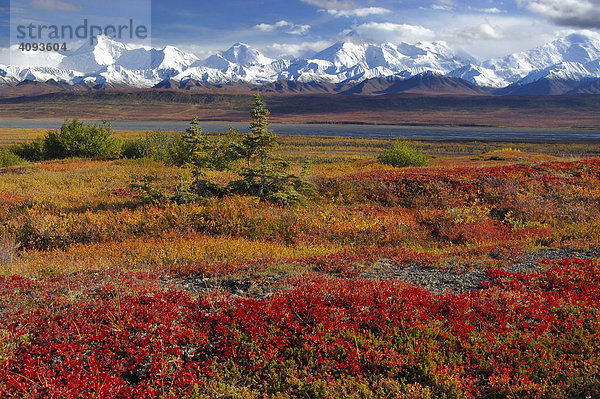 Herbst im Denali Nationalpark Alaska USA   Indiansummer in der Tundra   Alpenbärentraube (Arctostaphlos alpinus) sowie Gletscherwelt der schneebedeckten Alaskarange