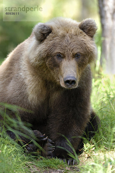 Braunbär (Ursus arctos) Katmai Nationalpark Alaska USA