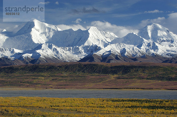 Herbst im Denali Nationalpark Alaska USA   Indiansummer in der Tundra mit goldgelb verfärbten Espen sowie Gletscherwelt der schneebedeckten Alaskarange