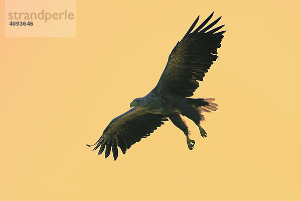 Seeadler (Haliaeetus albicilla) fliegend im roten Morgenhimmel