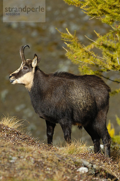 Gämse (Pupicapra rupicapra) Gamsbock   Nationalpark Gran Paradiso Italien