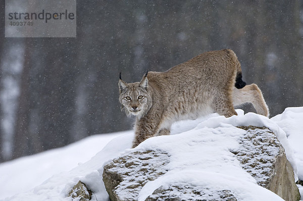 Eurasischer Luchs (Lynx lynx) auf der Pirsch bei starkem Schneefall