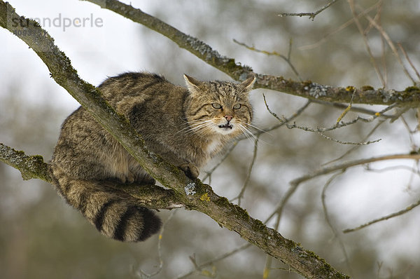Wildkatze (Felis silvestris) sitzt in Drohhaltung im Baum auf einem Ast