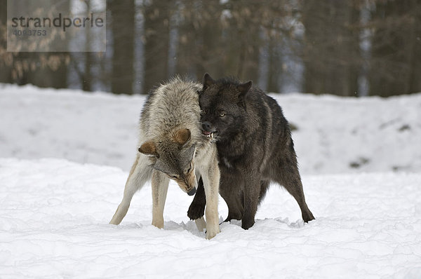 Timberwolf (Canis lupus lycaon) Wölfe bei Rangordnungskämpfen im Spätwinter