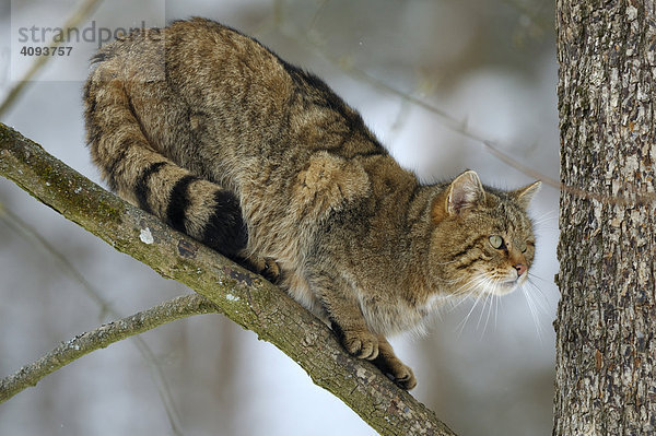Wildkatze (Felis silvestris) sitzt lauernd im Baum auf einem Ast