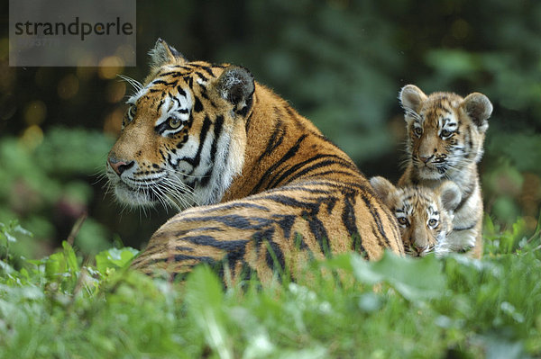 Sibirischer Tiger  Amurtiger (Panthera tigris altaica)  Tigerin mit zwei kleinen Jungen