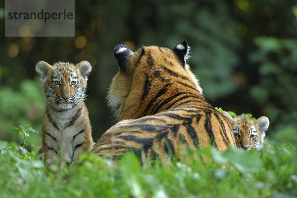 Sibirischer Tiger  Amurtiger (Panthera tigris altaica)  Tigerin mit zwei kleinen Jungen