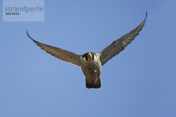 Wanderfalke (Falco peregrinus) im Flug