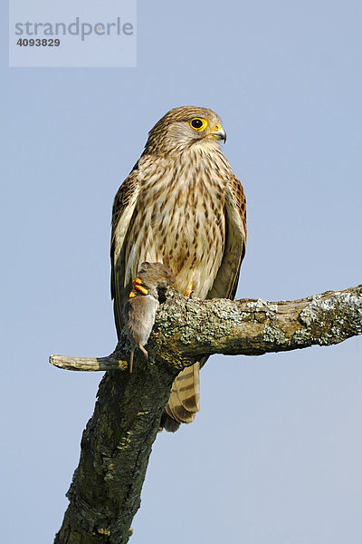 Turmfalke (Falco tinnunculus) sitzend mit Beute Feldmaus (Microtus arvalis)