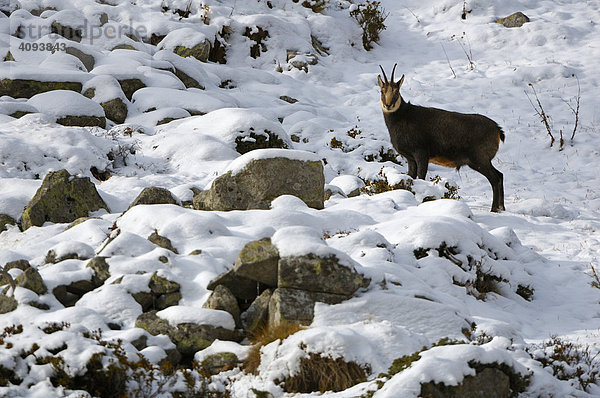 Gämse (Rupicapra rupicapra) Gamsbock