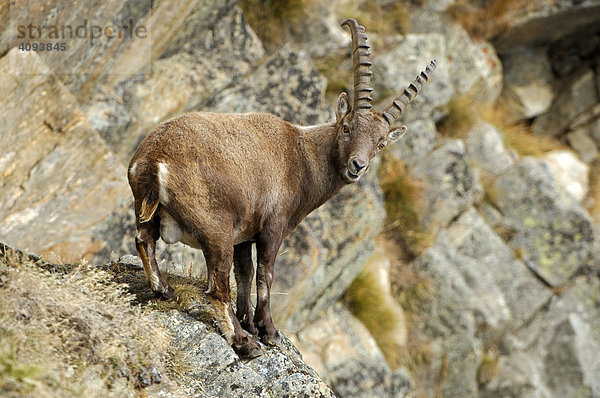 Steinbock (Capra ibex) klettert in steiler Felswand