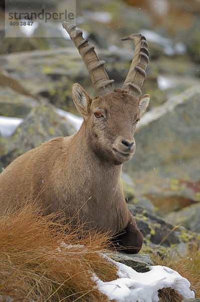 Steinbock (Capra ibex) ruht