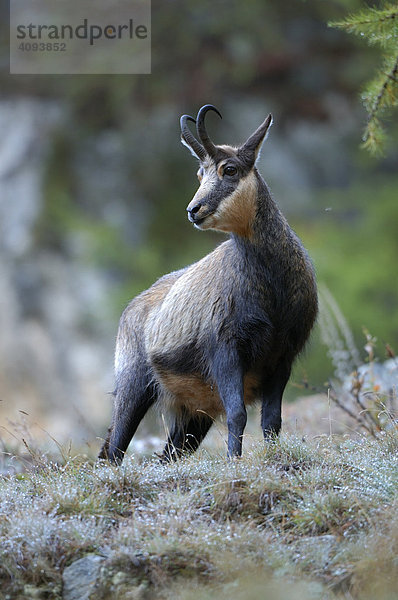 Gämse (Rupicapra rupicapra) Gamsbock in taunassem Gras