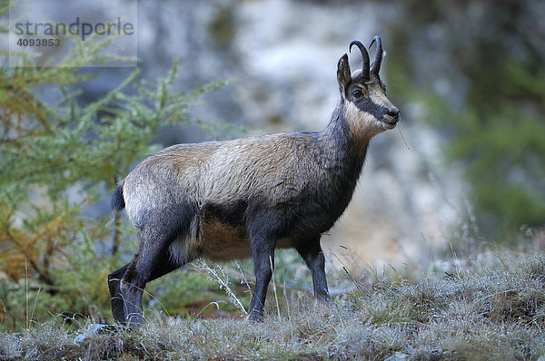 Gämse (Rupicapra rupicapra) Gamsbock in taunassem Gras